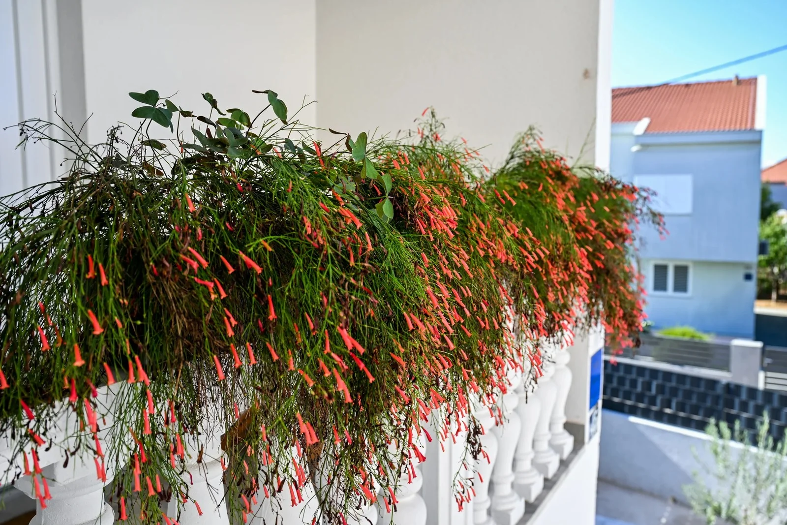 Apartman Harmony – flowers on the balcony